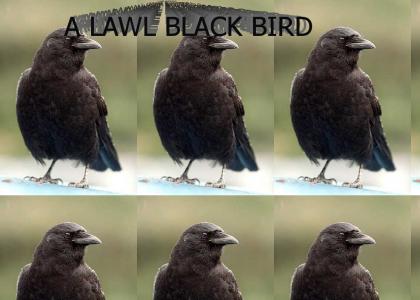 Lawl Black Bird