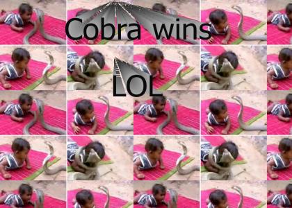 Baby vs cobra
