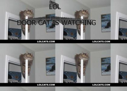 Door Cat