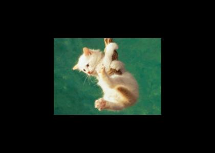 Kitty hanging on a rope