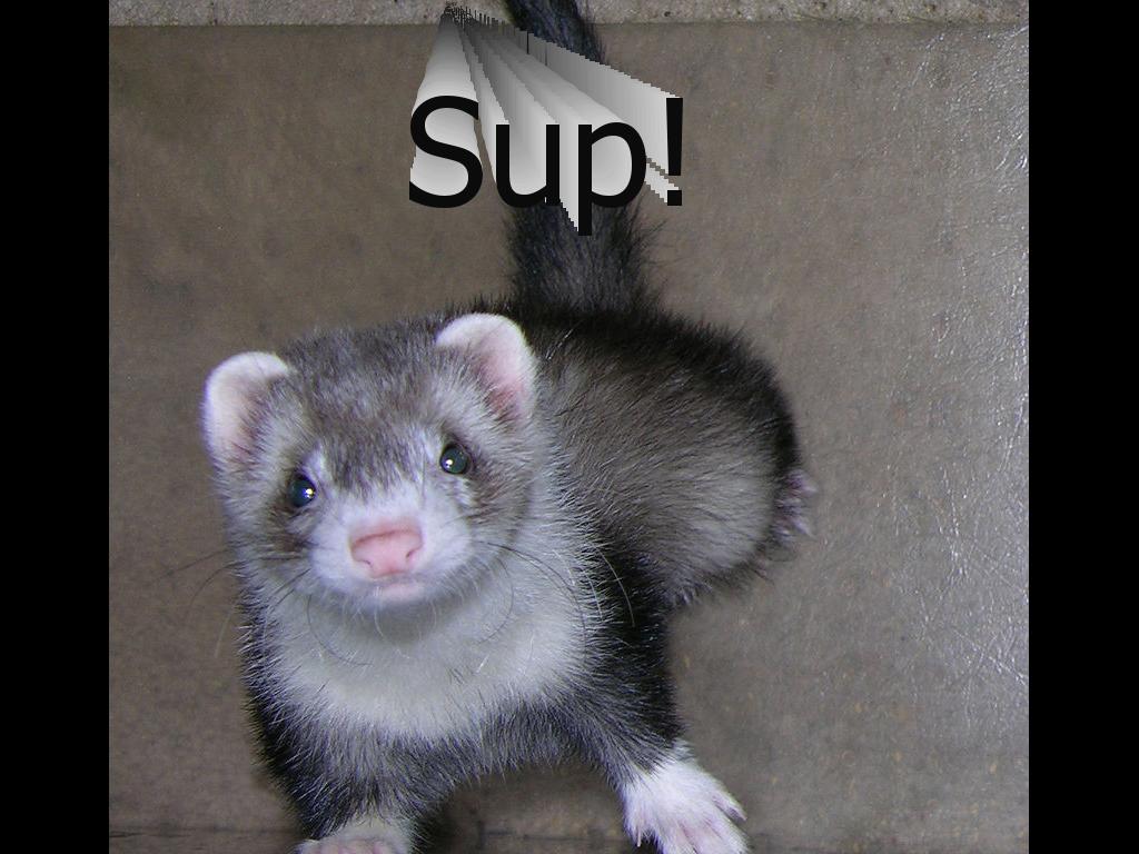 supferret