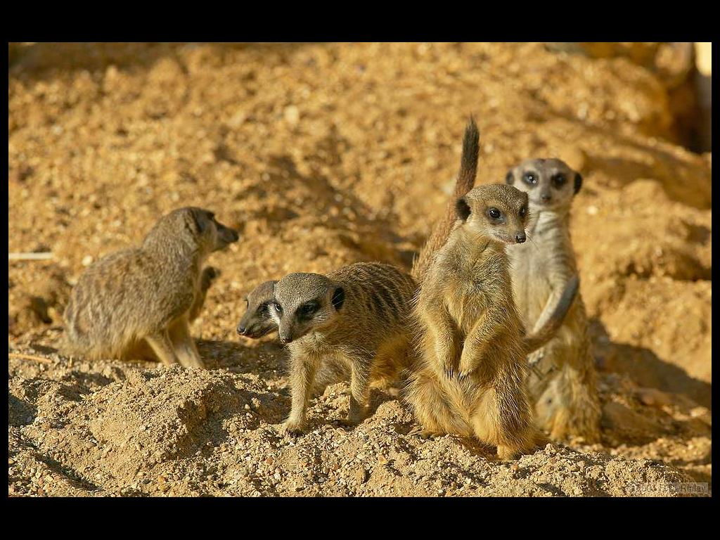 meerkatsteps