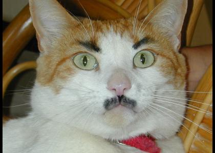 Cat Hitler stares into your soul