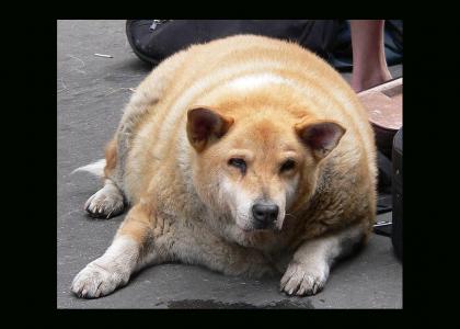 Canine obesity is tragic  ; _ ;