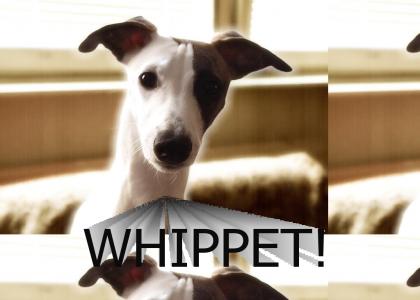 Whippet!