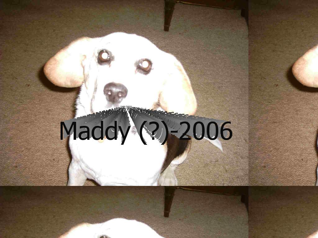 mydogmaddy