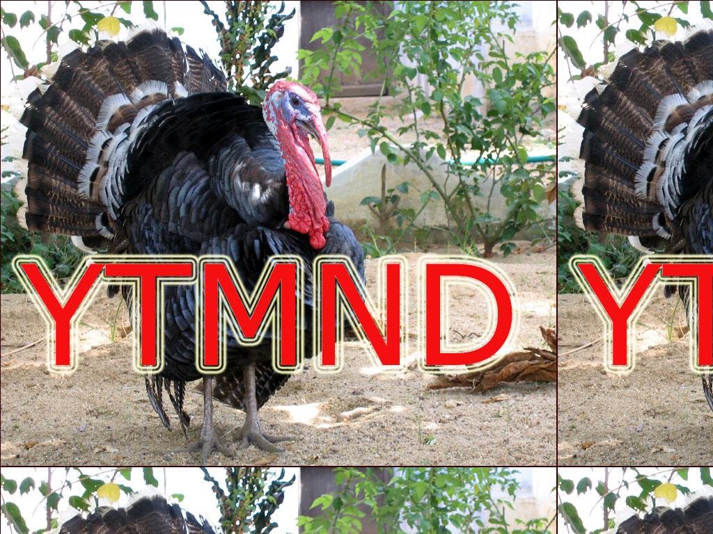 turkey12