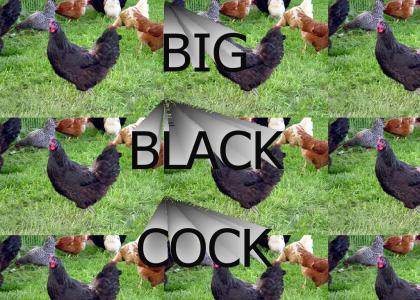 OMG HUGE BLACK COCK