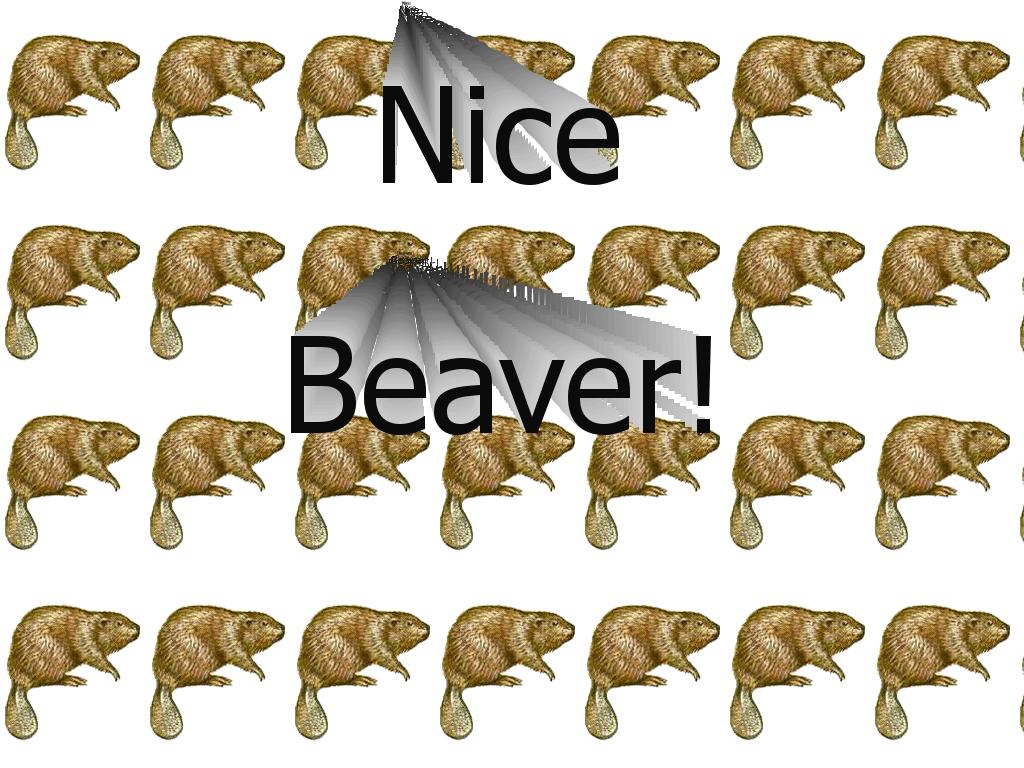 nicebeaver