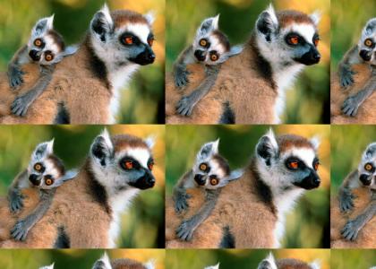 Lemur Drama