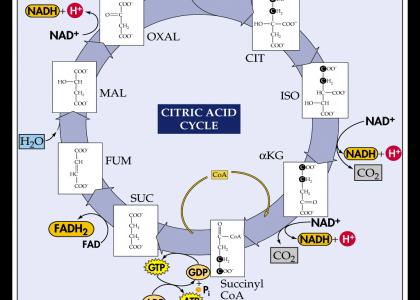 Krebs Cycle Ride Spinnaz