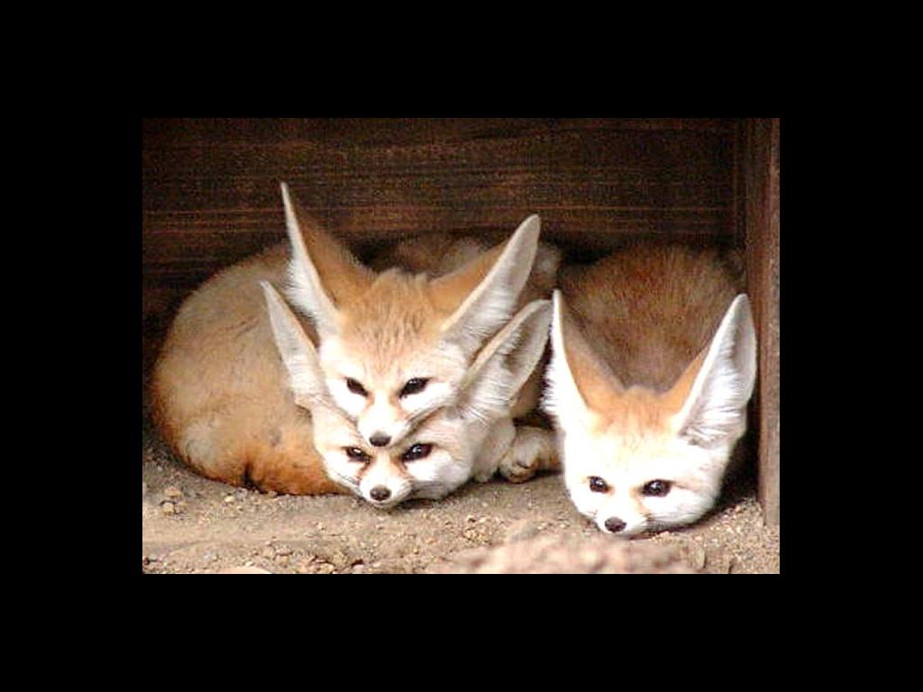 cutefoxes