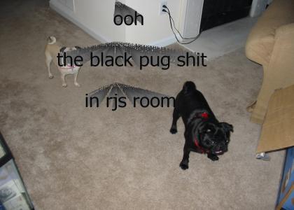 ooh the black pug shit in rjs room