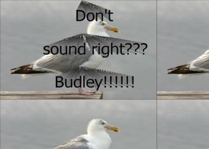 Budley and the wrong noise