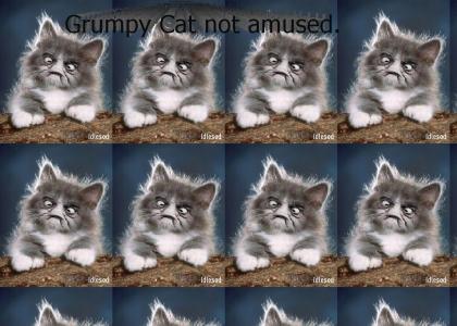 Grumpy Cat is not amused.
