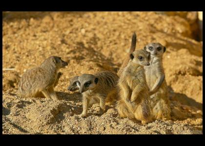 Meerkats hear footsteps