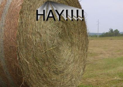 Nirvana Loves Hay