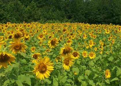 sunflower river blues