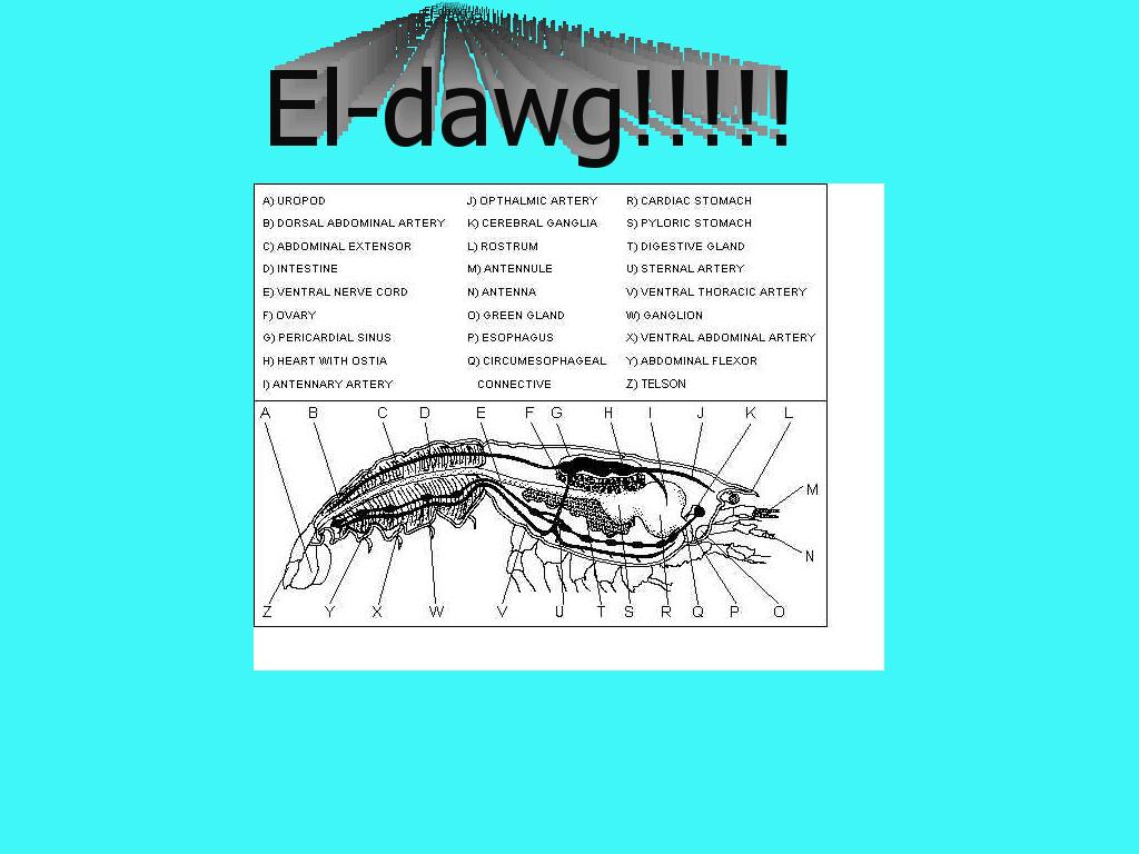 eldawg