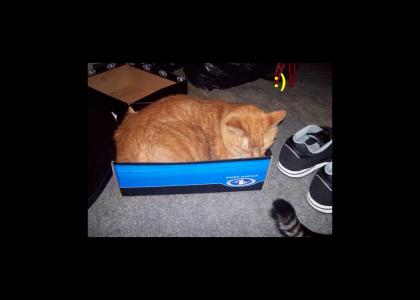 Cat In Box