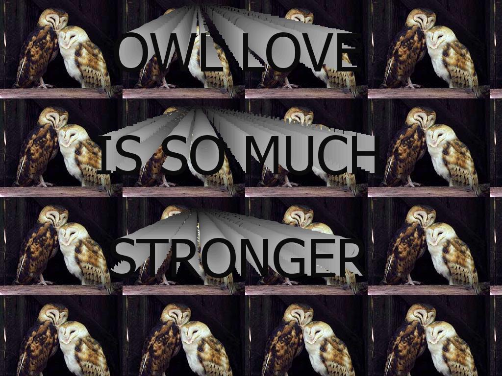 owl-love