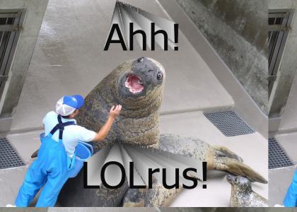 ahh! lolrus!