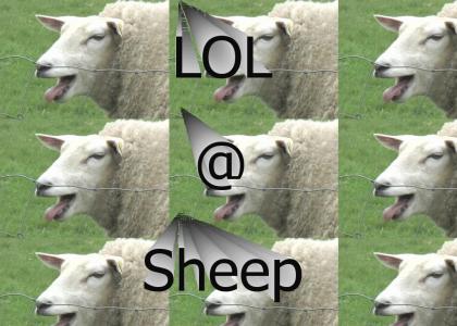 Loolll sheep