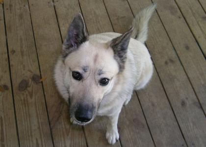 Dog stares into your soul