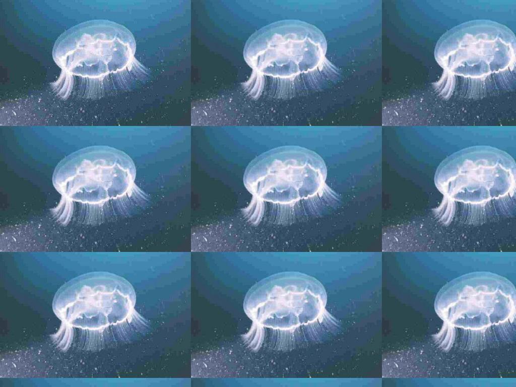 lookajellyfish