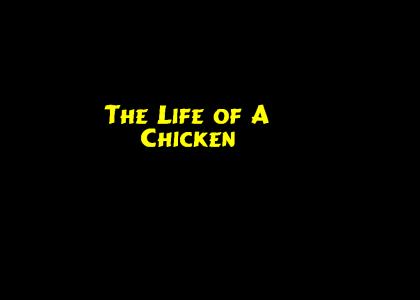The Life of A Chicken