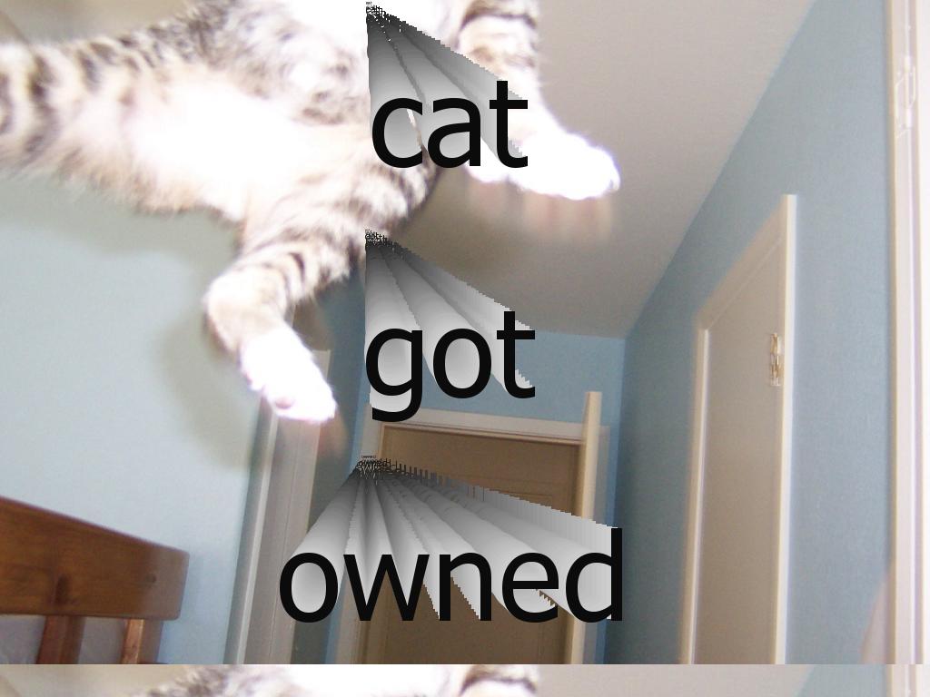 catscanfly