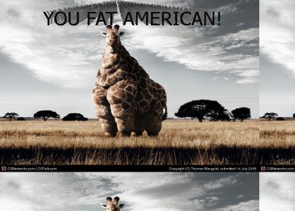 American Giraffe