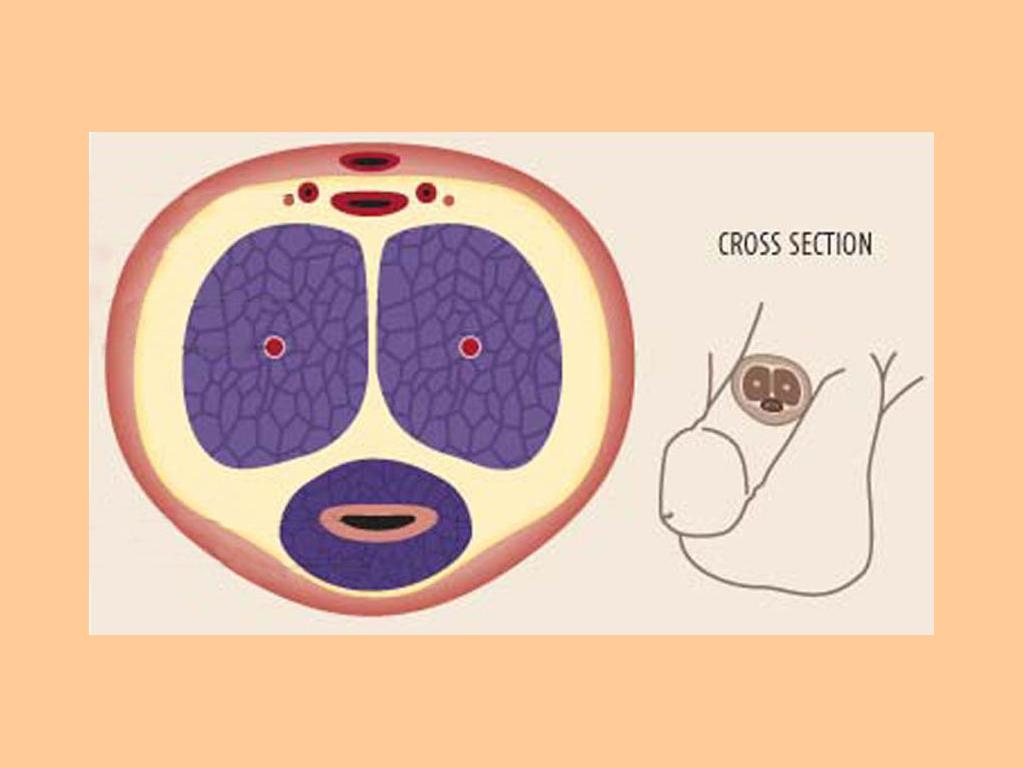 crosssectionedpenis