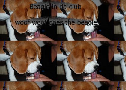 BeagleInDaClub
