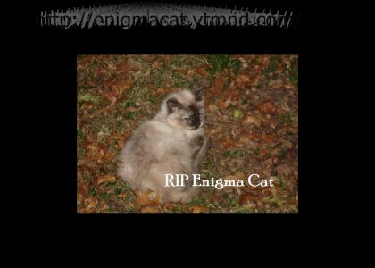 RIP Enigma Cat