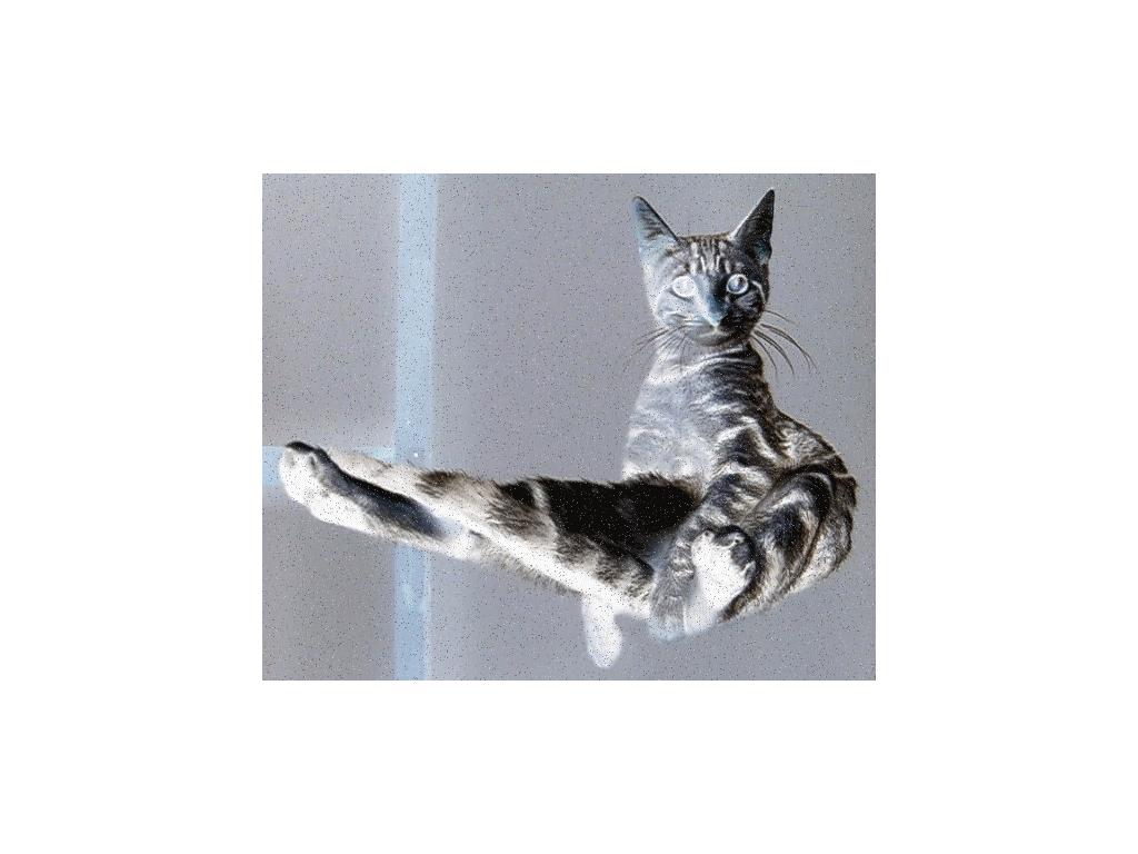 antilevitatingcatisanasshole