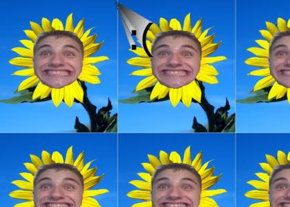The Sad Sunflower (AKA Dillon)