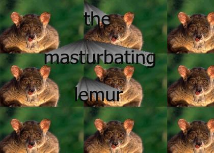 The Masturbating Lemur!