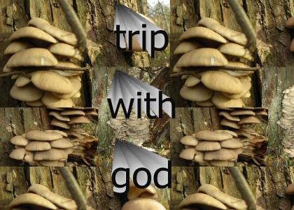 mushrooms take you to god