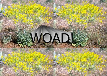 WOAD!