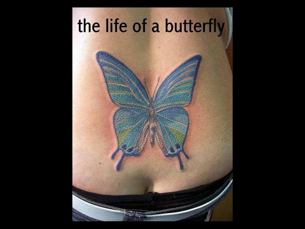 butterflylife