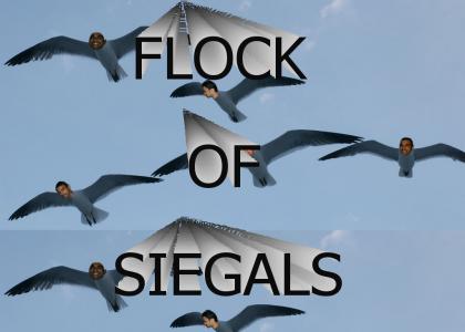 Flock of Siegals