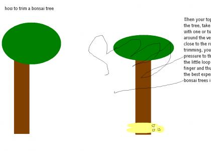 How to trim a bonsai tree