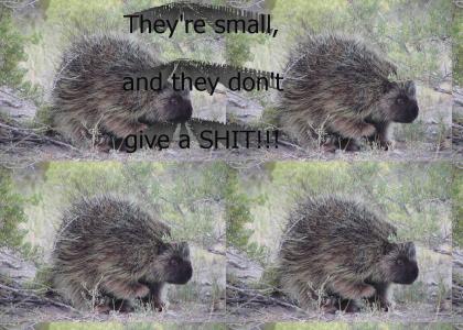 Let Me Tell You About A Porcupine's Balls
