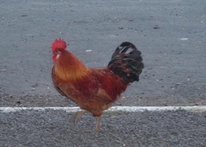 Here comes a rooster.