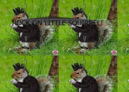 Rock on little squirrel!