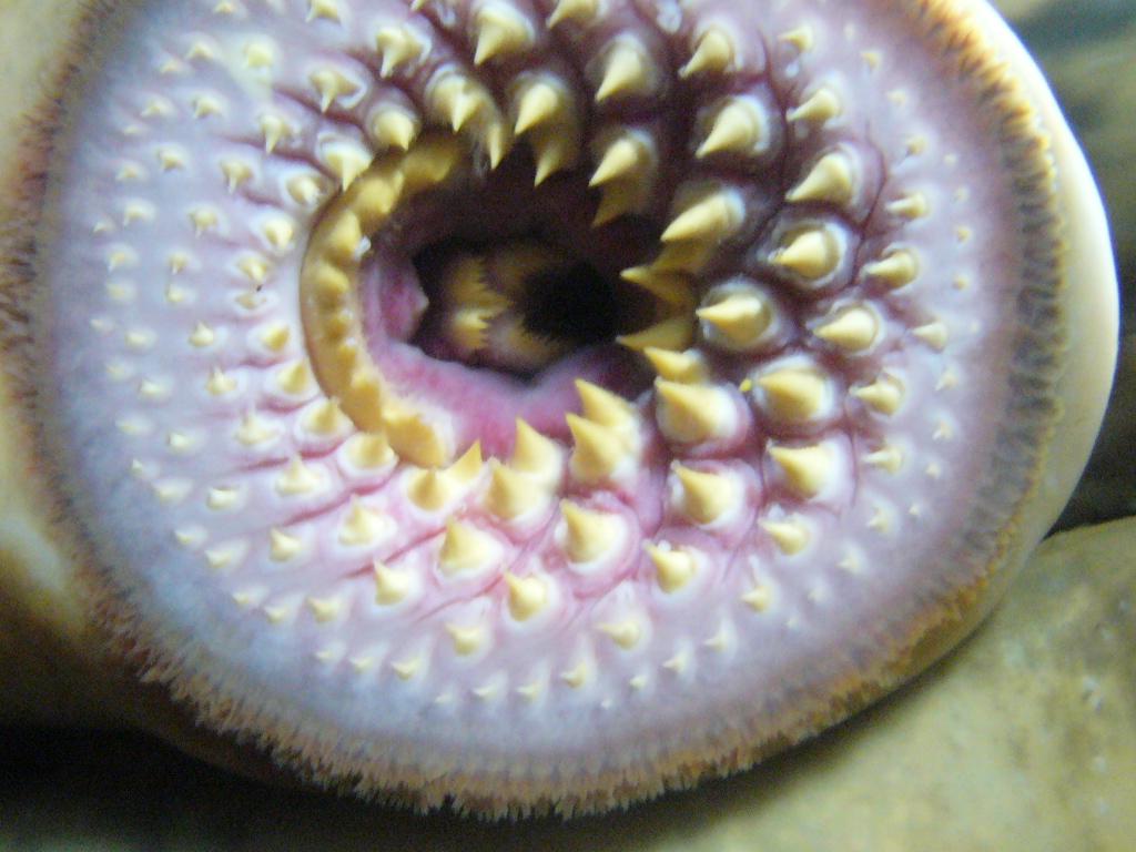 lamprey