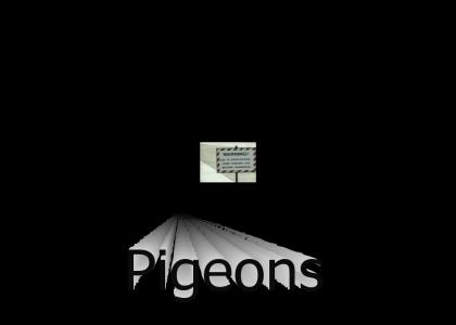 Pigeons