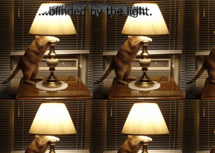 Lamp cat is...