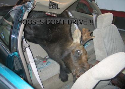 Look!  The moose is driving!!